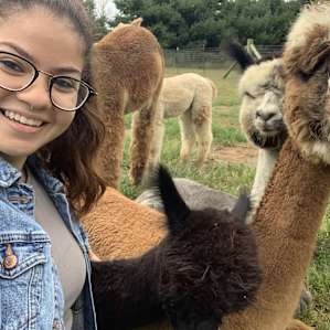 Alpaca Farm