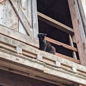 Cat keeping watch over the barn