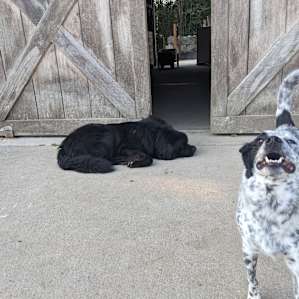 Friendly dogs make sure nobody sneaks up on you while you go to the bathroom :P