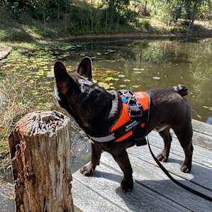 The lake and jetty was a hit?