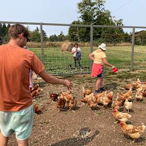 Happy chickens