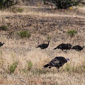 A rafter of Turkeys, 4 adults + 11 juveniles checking me out at Haystack Ranch