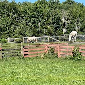 Cross Creek Farm - tent