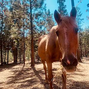 Red Horse Ranch