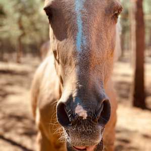 Red Horse Ranch