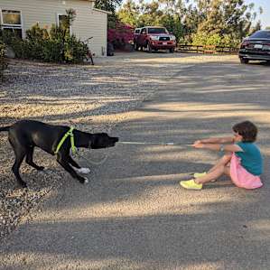 Tug of war with the family puppy