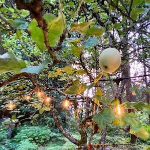 Glamping under the apple trees 🌳