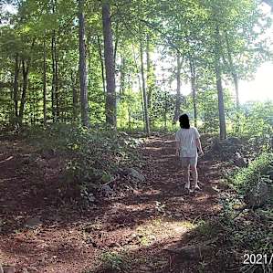 Tree line by camp area
