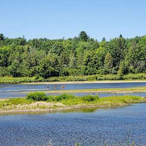 3 deers crossing the river