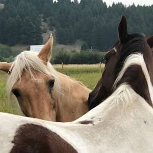 Sweet greeters