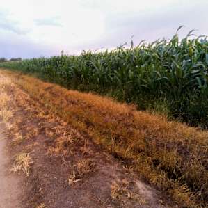 Fruit Orchard and Hemp Farming