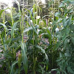 Fruit Orchard and Hemp Farming