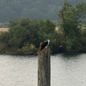 Lewis/Columbia River confluence