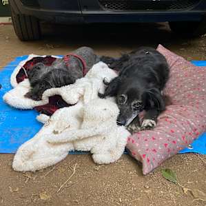 Happy, tired pups