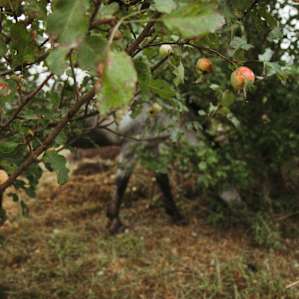 Apple trees all over the place :)