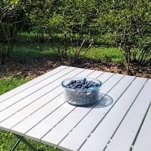 Blueberries!!