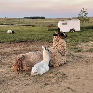 Llama and alpaca ranch