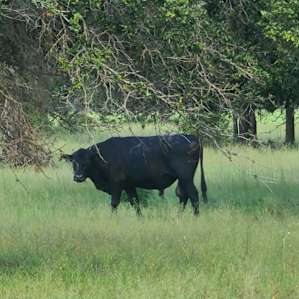 Neighbors cows