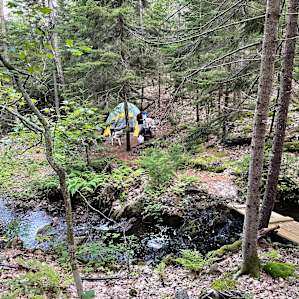 Maine WildWalkWaysTHREE