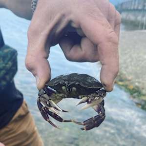 Crabbing