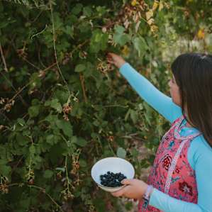 There's so many blackberries to pick! (If you come in late July, early August)