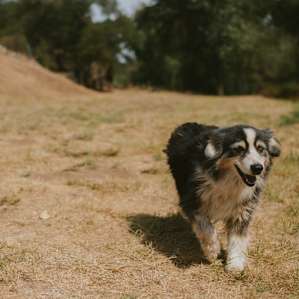 The host's dog coming to say hi :)