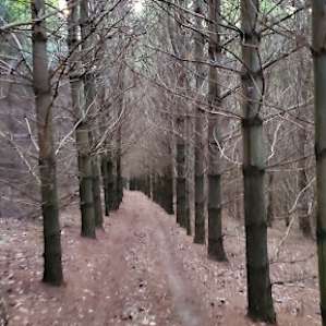 One of the trails off of the campsite