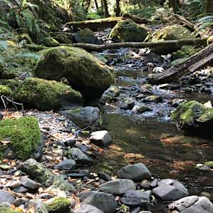 5 minute walk up the road to a hidden creek