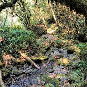 The creek