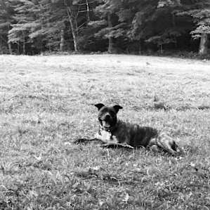 The Beech Hill Tent Sites