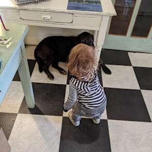 Making friends with Dash