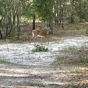 Forest RV Spot With Full Hook Ups