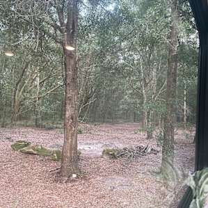 Forest RV Spot With Full Hook Ups