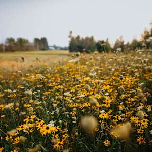 Gorgeous black eyed susans!