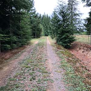The road leading back to the campsite.