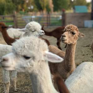 JenEric Alpaca Ranch