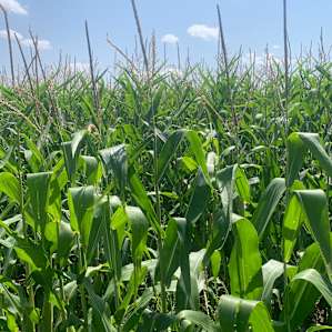 Corn, corn, and more corn