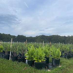 Caceres Organic Blueberry Farms
