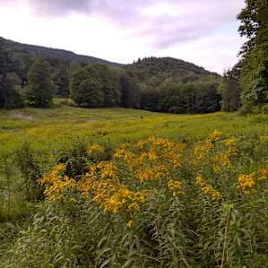 Wildflowers!