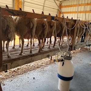 Tin Willows Milk a Sheep Camp