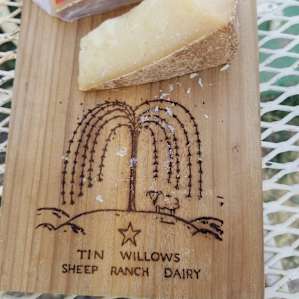 Tin Willows Milk a Sheep Camp