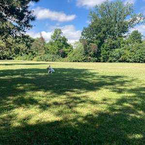 The dog played fetch for hours in the beautifully groomed field