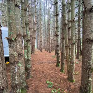 Sway Forest Private Camp