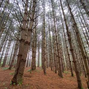 Sway Forest Private Camp
