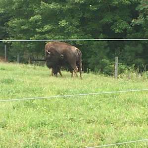 Piedmont Bison Ranch