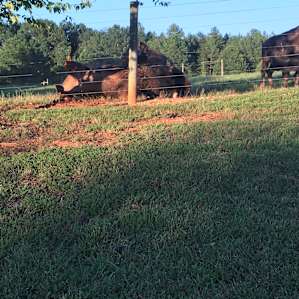 Piedmont Bison Ranch