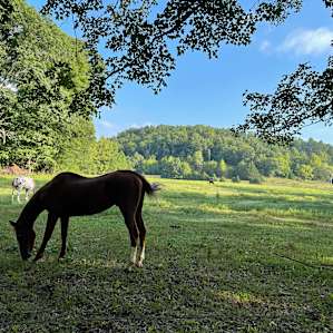 Horses right across the creek from the campsite, they were there at sunset and early in the morning just grazing.