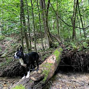 Backwoods Adventure Camping