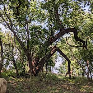 Renegades Ranch