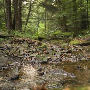 A nice stream flows right by the cabin!